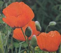 Oriental Poppy plant