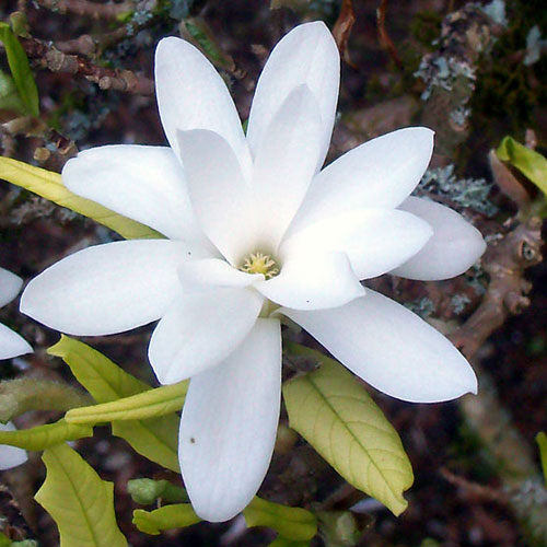 star-magnolia