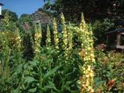 Dark Mullein plant