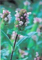 Self Heal plant