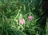 Snakeshead Fritillary plant