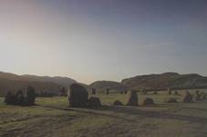 Stone Circle plant