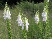 White Foxglove plant